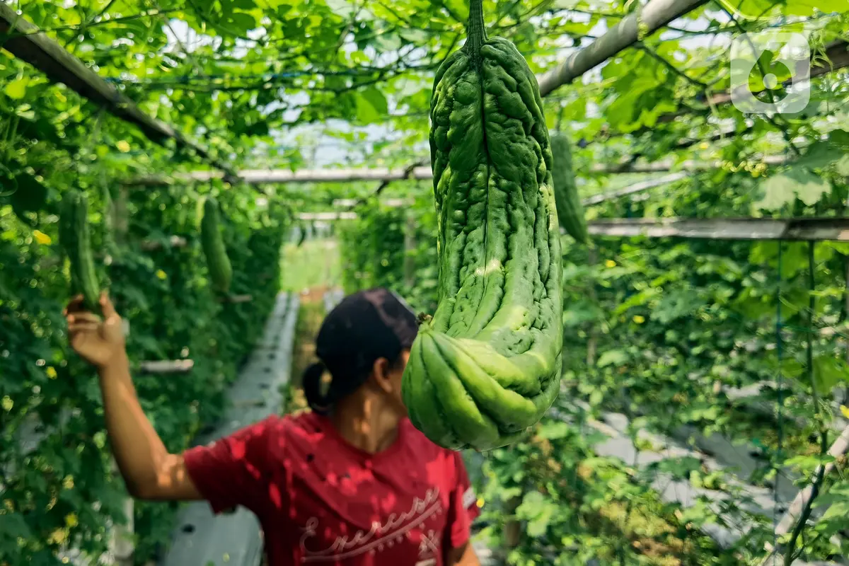 Ilustrasi Buah Pare