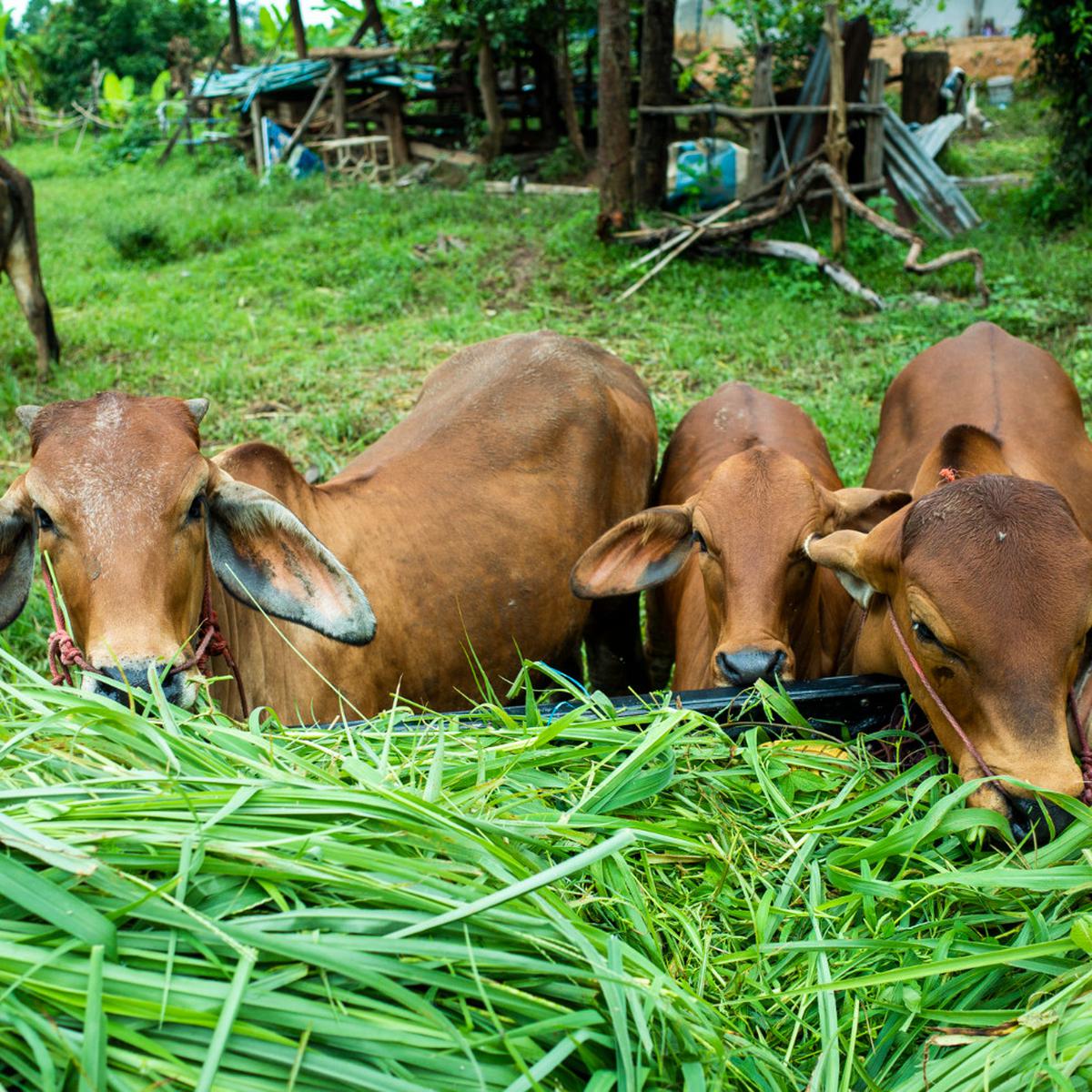 Ilustrasi Sapi Kurban