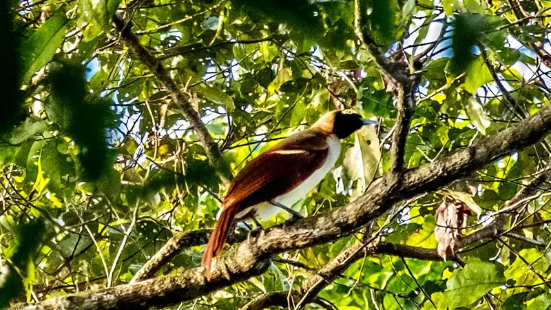 Menengok Burung Surga Cenderawasih di Pedalaman Tambrauw Papua