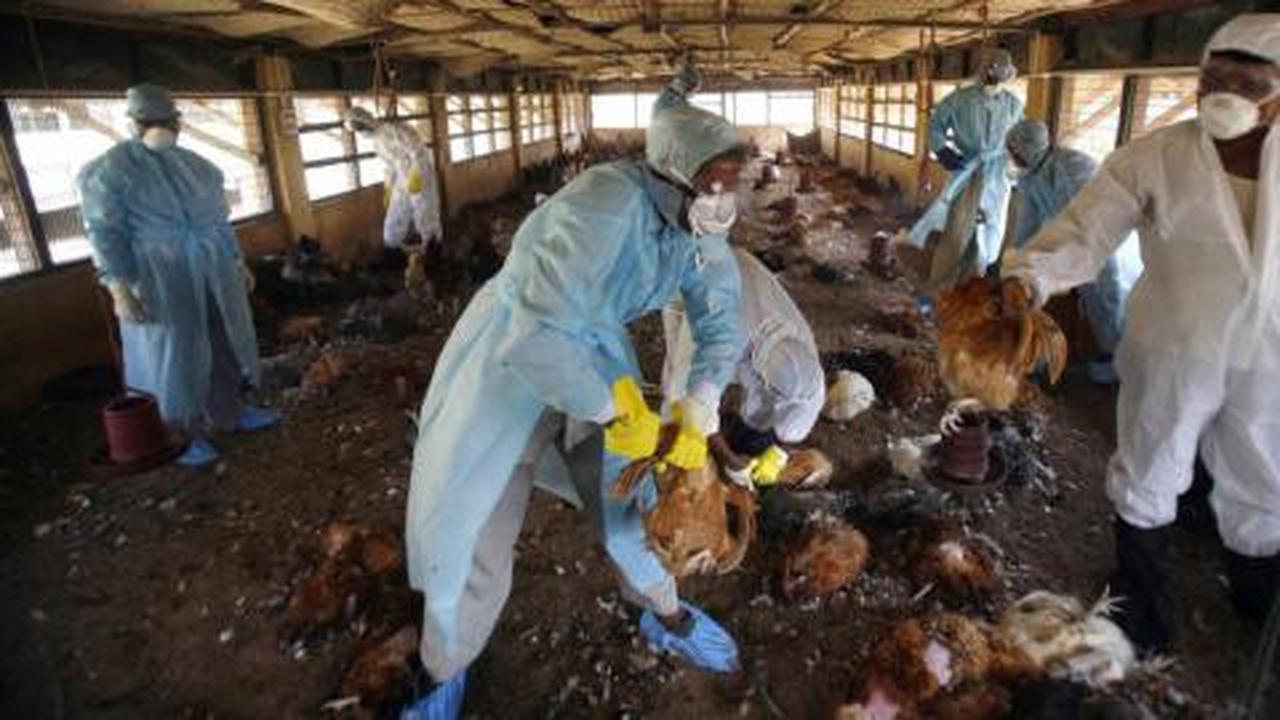 Korupsi vaksin flu burung diduga libatkan elit Demokrat
