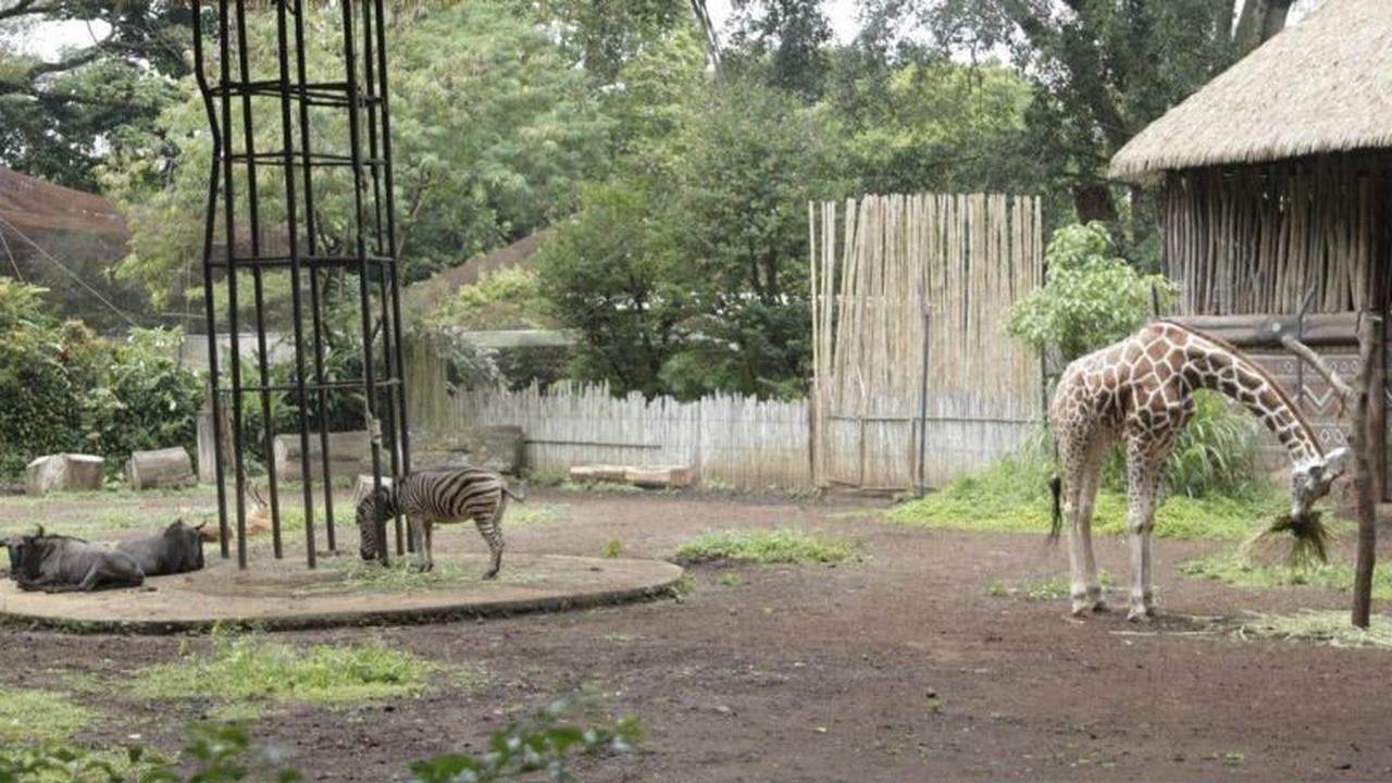 Kebun Binatang Bandung Dipastikan Belum Beroperasi Saat Libur Lebaran 2026