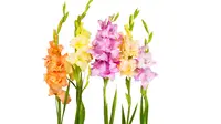 Bunga Gladiol. Sumber : juliasflorist.com.