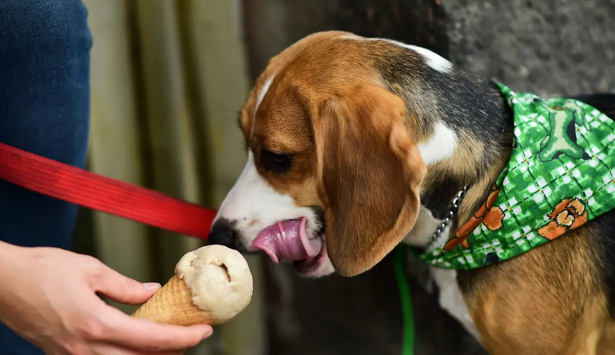 Seekor anjing bernama Lucky menyantap es krim yang diberikan oleh pemiliknya di sebuah kedai es krim khusus anjing di Mexico City, ibu kota Meksiko, Minggu (9/4). Es krim di toko ini telah didesain khusus menjadi makanan anjing. (RONALDO SCHEMIDT/AFP)