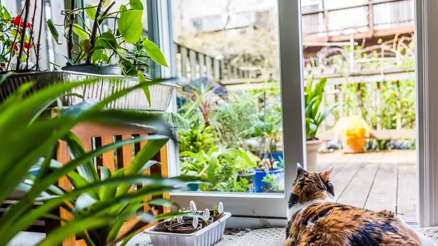 Berbeda dengan Catnip, Jangan Biarkan Kucing Memakan Daun Mint