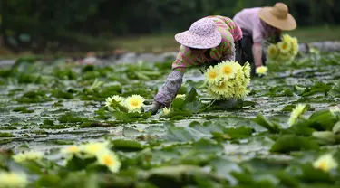 Penduduk desa memanen bunga teratai di Desa Xiatao di Shibeiping, Kota Liuzhou, Daerah Otonom Etnis Zhuang Guangxi, China selatan, pada 5 Agustus 2020. Dalam beberapa tahun terakhir, produksi teh bunga teratai menjadi cara baru bagi penduduk setempat untuk meningkatkan pendapatan. (Xinhua/Li Hanchi)