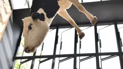 Seekor sapi taxidermy digantung terbalik hiasi sebuah restoran pizza di Adelaide, Australia, Kamis (28/9). Taxidermy adalah seni menyumpal tubuh hewan yang sudah mati agar terlihat hidup. Biasanya dilakukan untuk pajangan. (AFP PHOTO/PETER PARKS)