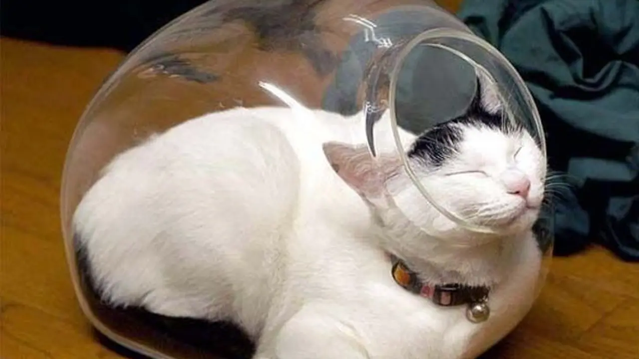 Muat di Mana Saja, 8 Potret Ini Buktikan Kucing Sebenarnya 'Tidak Bertulang'