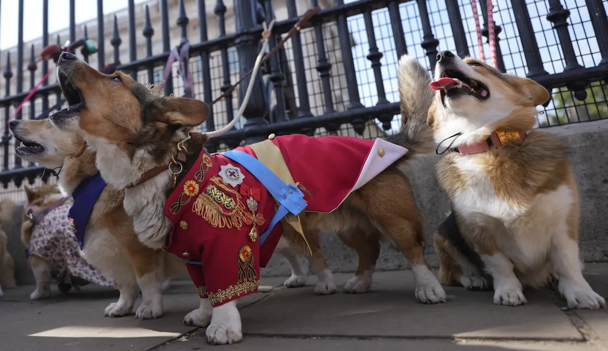 Generasi anjing-anjing tersebut merupakan keturunan dari Susan, seekor corgi yang diberikan kepada ratu pada ulang tahunnya yang ke-18. (AP Photo/Alastair Grant)
