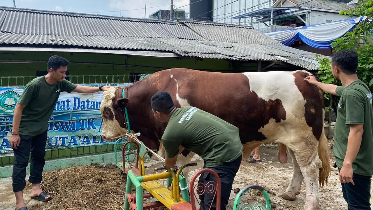 Untuk memaknai Hari Raya Idul Adha 1444 H ini, Wakil Ketua Komisi III DPR RI dari Dapil DKI Jakarta III Ahmad Sahroni turut memfasilitasi kurban atas puluhan sapi (Istimewa)