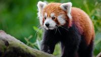6 Fun Facts About Red Panda: The Real Panda