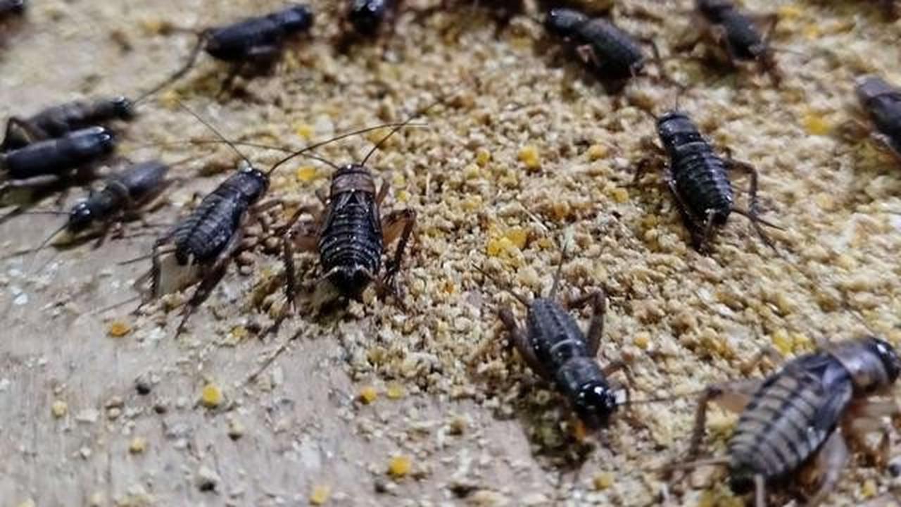 9 Ide Ternak di Pekarangan Belakang Rumah 2x2 Meter dengan Perawatan Super Simpel