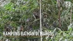 Ribuan kelelawar huni sebuah dusun di Maros, Sulawesi Selatan. Mereka sudah puluhan tahun tinggal disana.