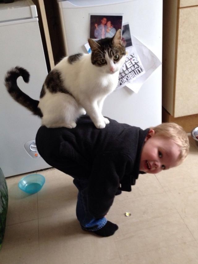 8 Tingkah Nyeleneh Kucing yang Bikin Geleng-Geleng Kepala