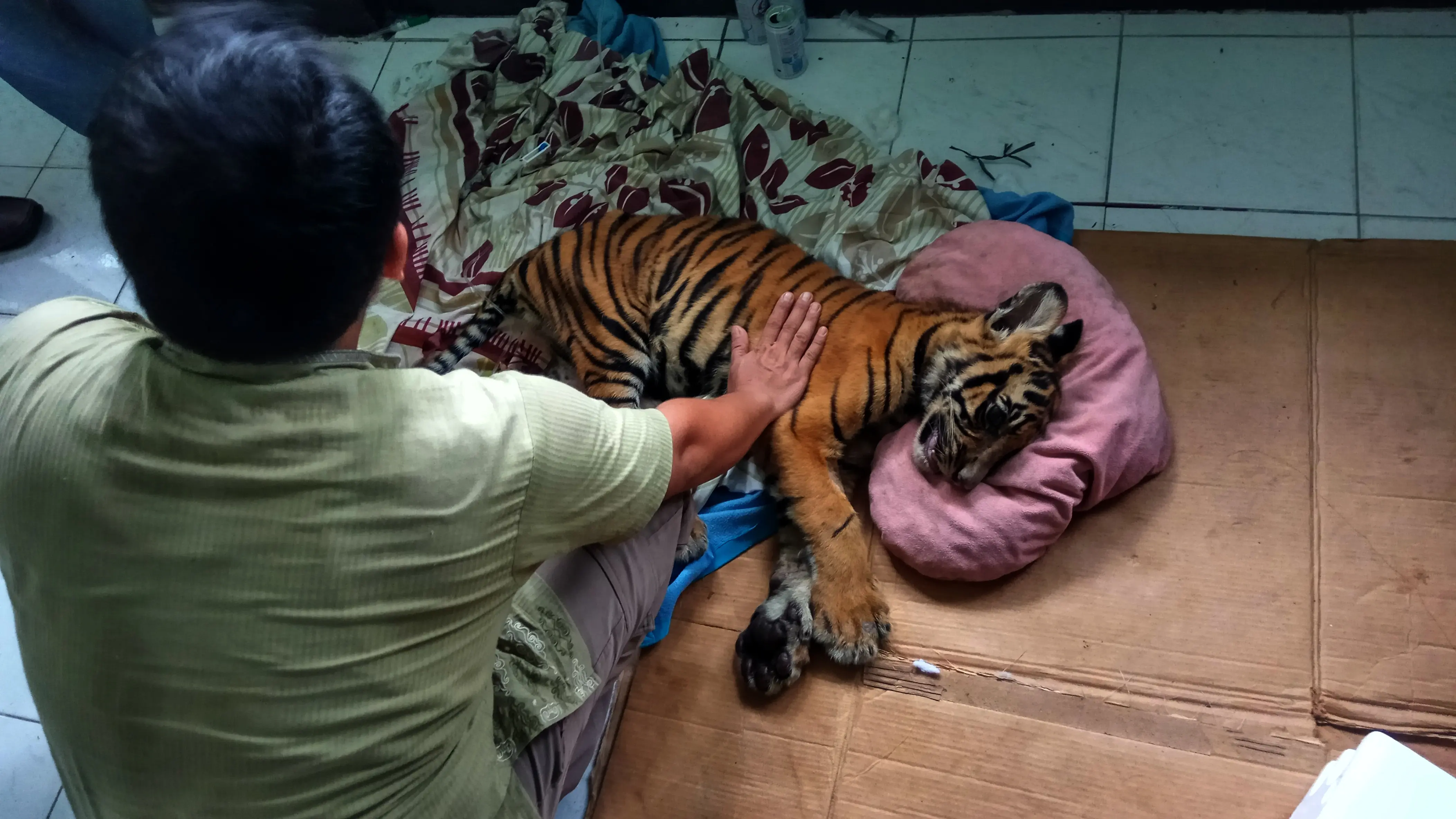 Anak Harimau Sumatera yang ditemukan warga Bengkalis, Riau, di kebun karet, akhirnya mati setelah dirawat hampir 12 jam oleh petugas. (Liputan6.com/M Syukur)