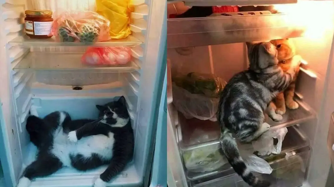 Kucing di Dalam Kulkas