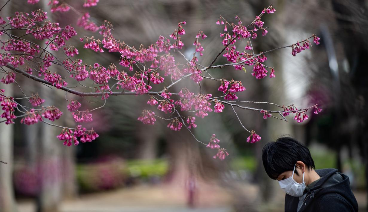 Seorang pria mengenakan masker melewati pohon sakura di taman Ueno, Tokyo, Jepang (12/3/2020). Di tengah kekhawatiran akan penyebaran virus corona COVID-19, Gubernur Tokyo Yuriko Koike menghimbau warga menghindari kerumunan saat pesta tradisional "hanami". (AFP/Philip Fong)