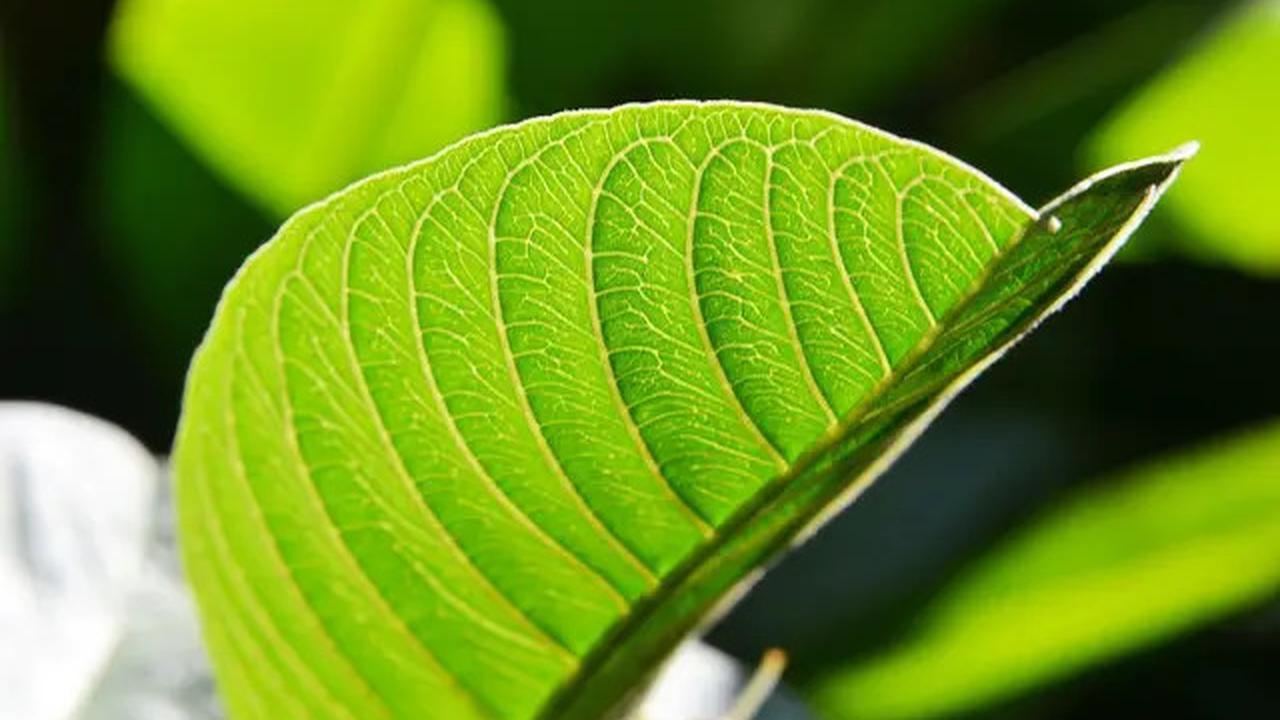 Ternyata, 5 Bahan Dapur Ini Ampuh Turunkan Darah Tinggi Secara Alami dan Cepat