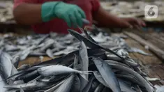 Pekerja menjemur ikan asin di Sentra Pengolahan Ikan Asin Kampung Nelayan Muara Angke, Jakarta, Selasa (16/11/2021). Produksi ikan asin mengalami harga stabil saat pandemi Covid-19 di level 1 dengan harga jual kisaran Rp 38 ribu per kilogram meski cuaca kurang baik. (merdeka.com/Imam Buhori)