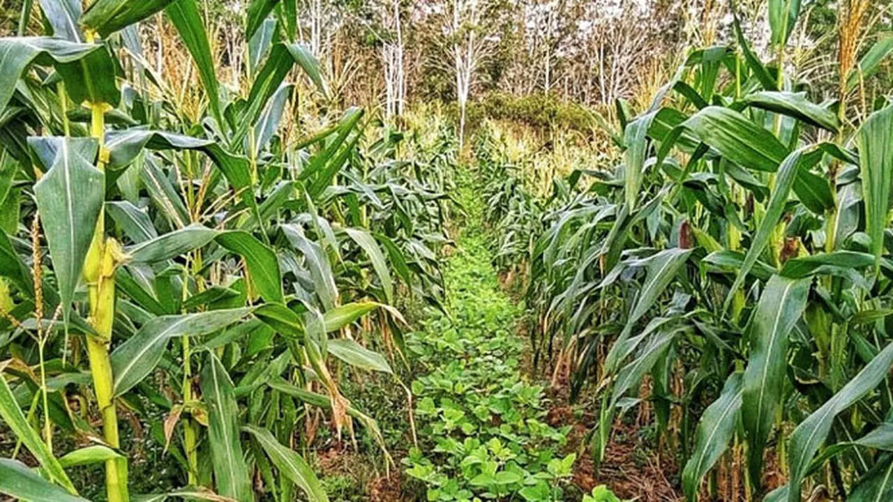 Kementan Dorong Petani Tetap Produktif Manfaatkan Lahan Rawa dan Lahan Kering Saat Kemarau