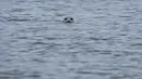 Dalam beberapa tahun terakhir, menemukan anjing laut saat berjalan-jalan di pantai Belgia bukan lagi peristiwa yang luar biasa. (John THYS / AFP)