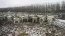 Dengan kondisi cuaca yang memburuk, hewan-hewan ternak mereka berada dalam bahaya, kata Milenko Plavsic, yang memiliki beberapa ekor sapi. (AP Photo/Darko Vojinovic)