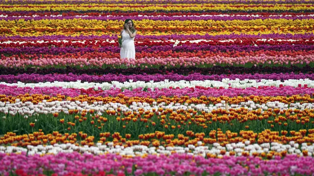 Melihat Indahnya Festival Bunga Tulip di Abbotsford