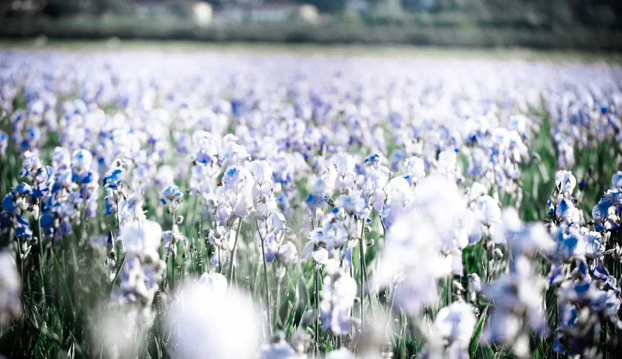 Ada satu aroma yang menarik perhatian yaitu IRIS PALLIDA. Bunga yang satu ini begitu menenangkan, lembut namun memikat.  / Foto:  Adinda Tri Wardhani - Fimela.com.