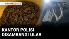 Menangkap penjahat sudah biasa, tapi bagaimana jika polisi harus beraksi menghadapi hewan liar seperti ular. Ada aparat Polsek Tanjung Bumi di Kabupaten Bangkalan, Jawa Timur, punya pengalaman berhadapan dengan ular piton sepanjang 5 meter yang 'bert...