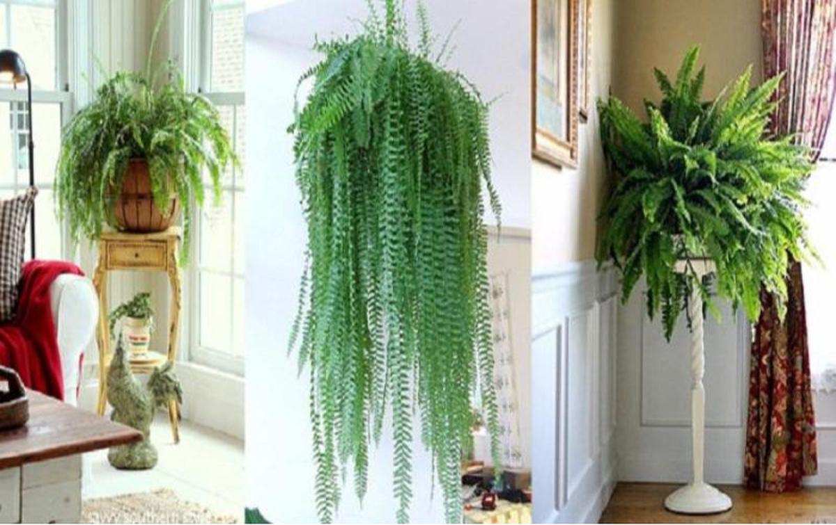 4. Boston Fern (pakis boston)
