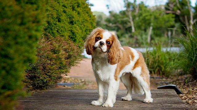 Cavalier King Charles Spaniel