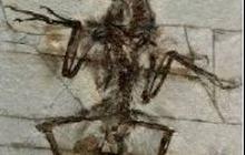 Fosil Kaki Microraptor Buktikan Perilakunya Mirip Elang saat Menangkap Mangsa