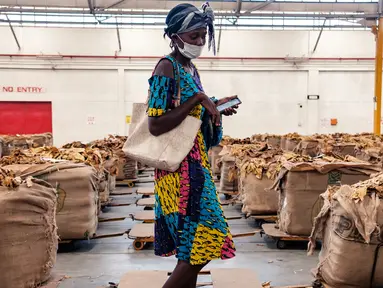 Seorang petani tembakau mencari balnya selama pembukaan resmi musim penjualan tembakau di Lantai Penjualan Tembakau, Harare, Zimbabwe, 7 April 2021. Musim penjualan tembakau tahun ini dihadiri sedikit petani karena pembatasan COVID-19. (Jekesai NJIKIZANA/AFP)