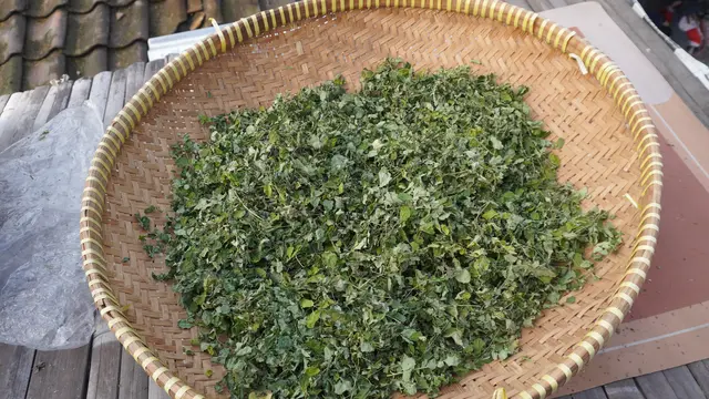 Cara Atasi Kadar Gula Darah Tinggi dengan Rebusan Daun Alami