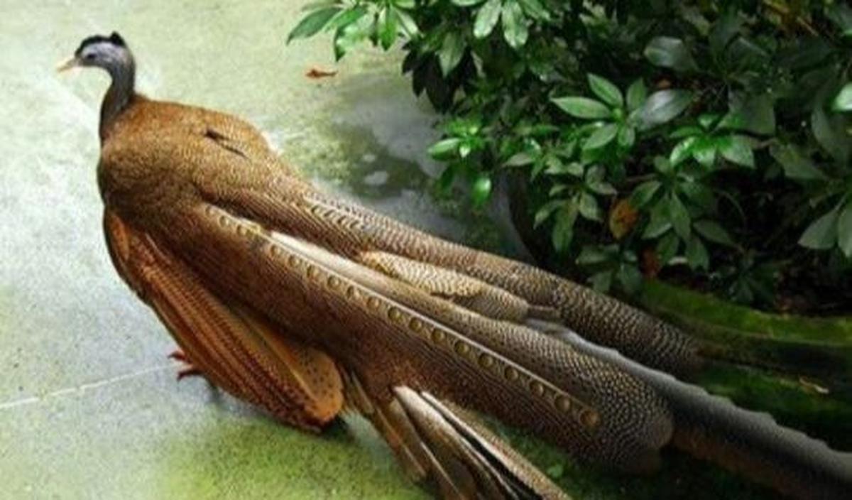Burung Kuau Raja
