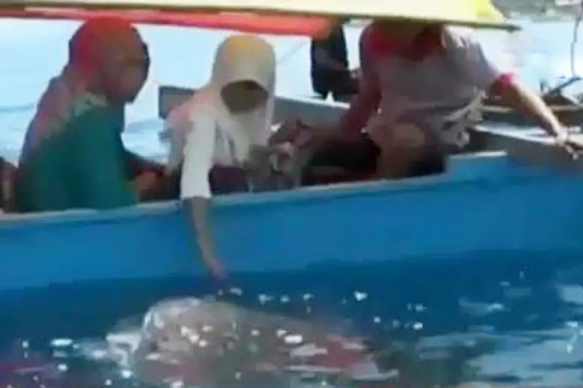 VIDEO: Didatangi Hiu Paus, Pantai Batubarani Ramai Pengunjung