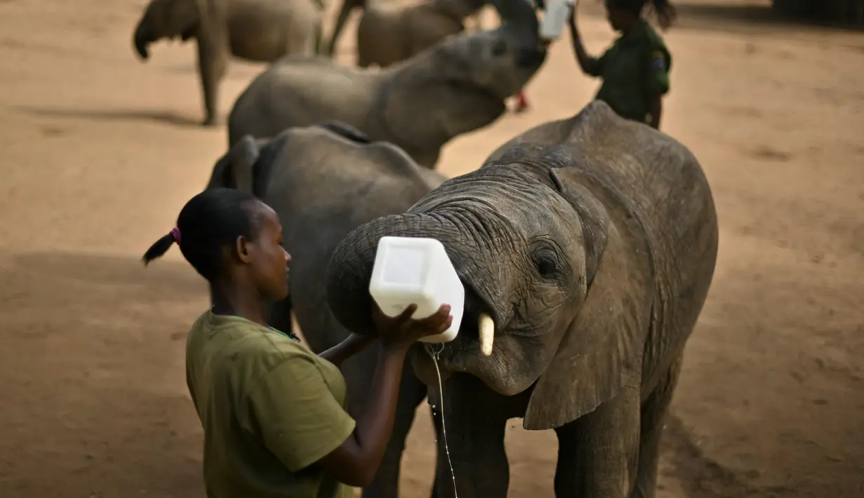 Penjaga memberi formula khusus kepada anak gajah di Reteti Elephant Sanctuary, Namunyak Wildlife Conservancy, Kenya, Rabu (26/2/2020). Reteti Elephant Sanctuary merupakan tempat konservasi gajah yang dimiliki dan dikelola oleh masyarakat. (TONY KARUMBA/AFP)