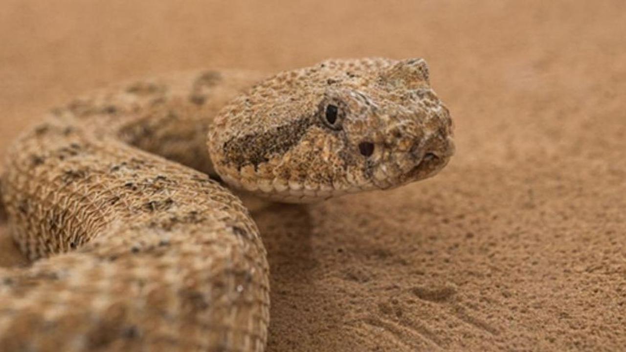 Alih-alih gerakan bergelombang yang dikenal sebagai undulasi lateral, sidewinder berulang kali menggunakan tubuhnya untuk mengukir lekukan di pasir dan menggunakan bubungan pasir yang mereka buat untuk mendorong, menghasilkan daya ledak.