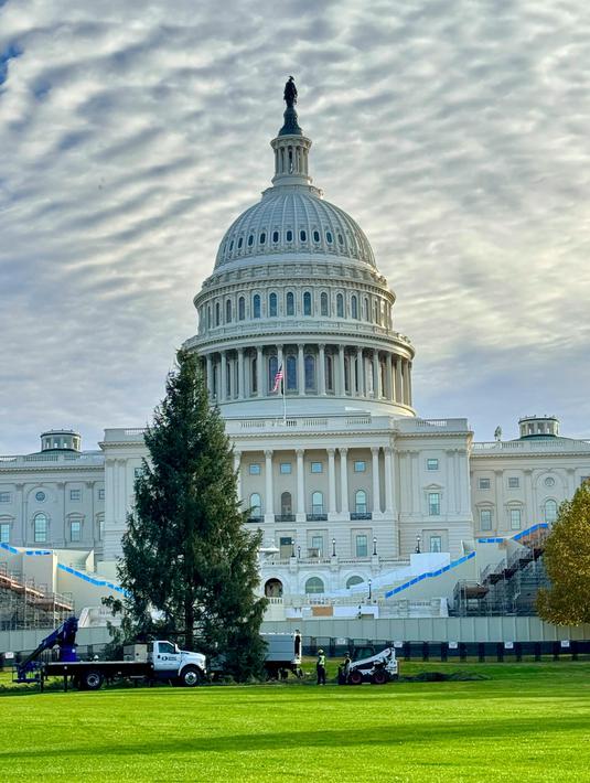 Para pekerja memasang Natal di halaman Gedung Kongres Amerika Serikat di Washington DC, pada 24 November 2024. (Daniel SLIM/AFP)