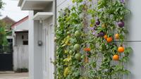 Kebun Buah Gantung di Tembok Model Trelis Dinding untuk Tanaman Merambat/ AI