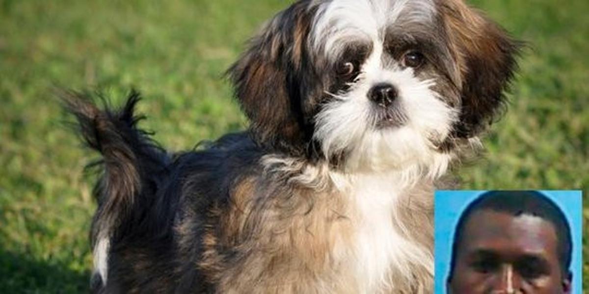 Dendam, pria AS perkosa anjing mantan istrinya