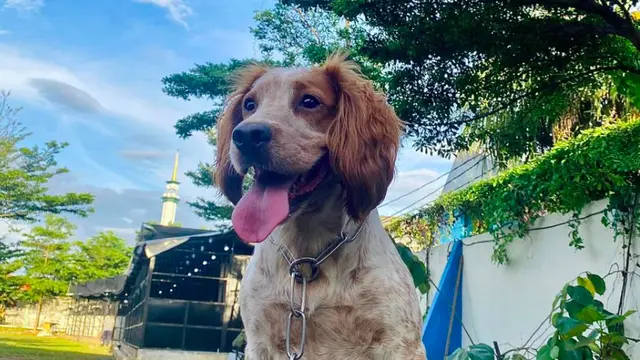 Joany, anjing mungil yang mmebantu petugas Bea Cukai mengamankan ratusan kilo narkoba. (Istimewa)