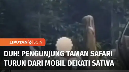 VIDEO: Viral! Pengunjung Taman Safari Keluar dari Mobil Hampiri Satwa, Kini Kena Blacklist