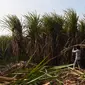 Suasana aktivitas petani di kebun tebu di Modinagar di Ghaziabad, New Delhi, (31/1). Pemerintah India akan fokus pada sektor pertanian dalam anggaran tahunannya yang dirilis pada 1 Februari. (AFP Photo/Prakash Singh)