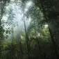 Hutan Hujan Tropis (Sumber: Pixabay)