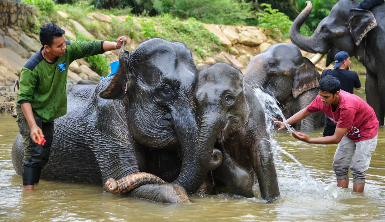 Gajah-gajah Sumatera dimandikan oleh pawang mereka di sungai di Koridor Satwa Trumon, Kawasan Ekosistem Leuser, Aceh Selatan pada 15 April 2019. Gajah merupakan hewan mamalia darat terbesar yang masih hidup sampai saat ini. (CHAIDEER MAHYUDDIN / AFP)