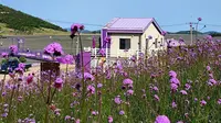 Purple Island, Korea Selatan. (Liputan6.com/IG/memorystoretravel)