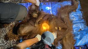Kebakaran Hutan Mengancam Orangutan Tanjung Puting