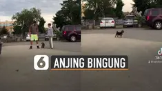 Ada-ada saja yang dilakukan pemilik anjing peliharaan ini ketika mengerjai anjingnya.
