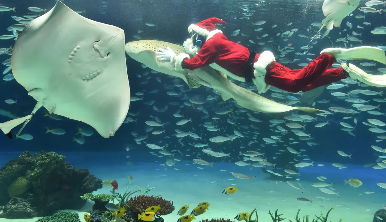 Seorang penyelam mengenakan kostum Sinterklas berenang diantara ikan di Akuarium Sunshine, Tokyo, Jepang, Kamis (12/11). Untuk menarik pengunjung, tempat tersebut mengadakan pertunjukkan spesial natal hingga 25 Desember mendatang. (AFP/Kazuhiro Nogi)