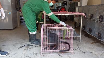 Mengenaskan, Lutung Jawa Tersengat Listrik di Gunungpati Semarang